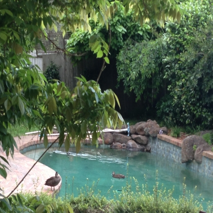 天上飞来两只鸭