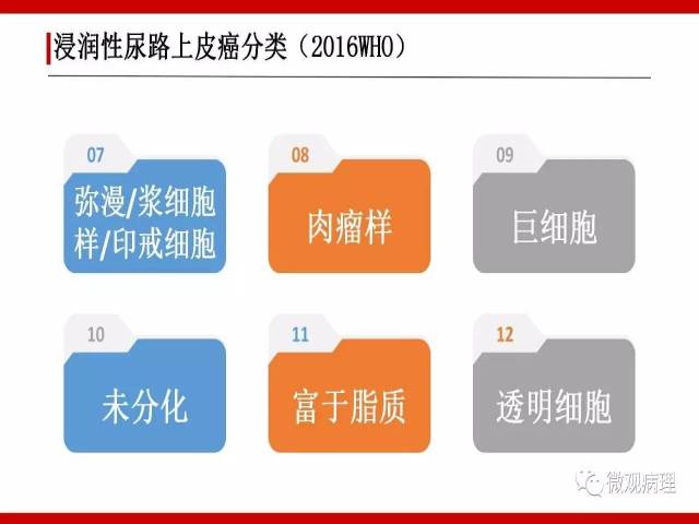泌尿课程/浸润性尿路上皮癌病理学类型