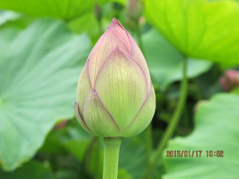 Blue Lotus Water Garden荷花展