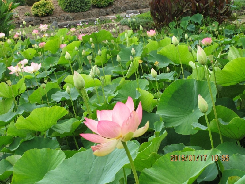 Blue Lotus Water Garden荷花展