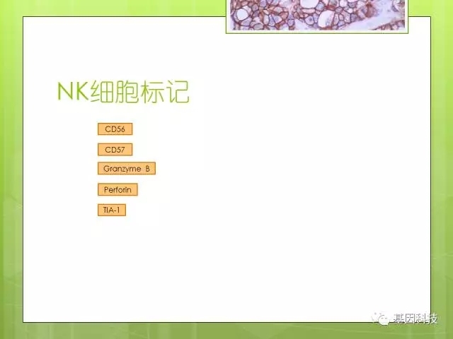 T细胞发育视角下的IHC分子
