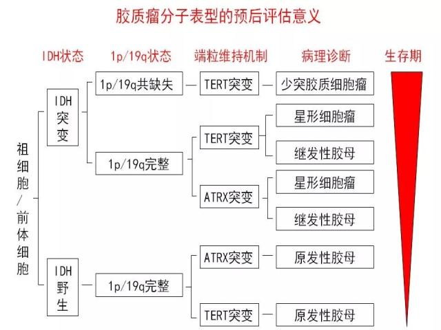 [病理诊断]广东省人民医院李智：胶质瘤的病理诊断 从组织学表型到分子表型