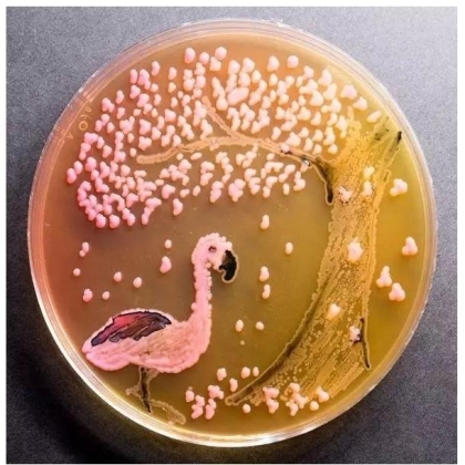 生物学霸们用培养基作画
