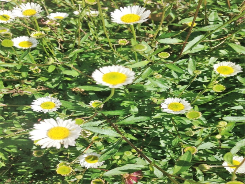 春天来啦，家中花园的花儿（二）
