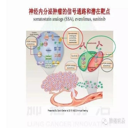 肺癌新分期和分类--临床和研究启示