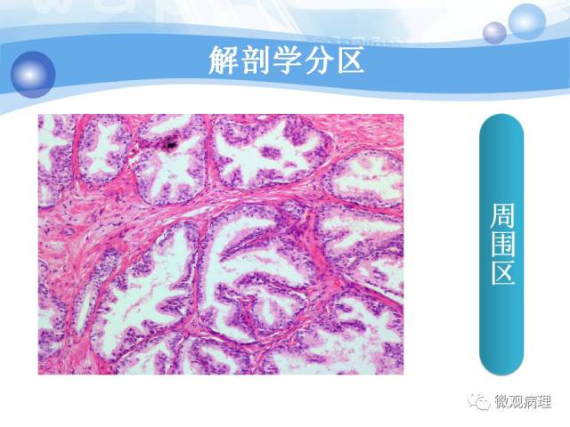 正常前列腺组织学