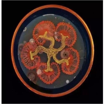 生物学霸们用培养基作画