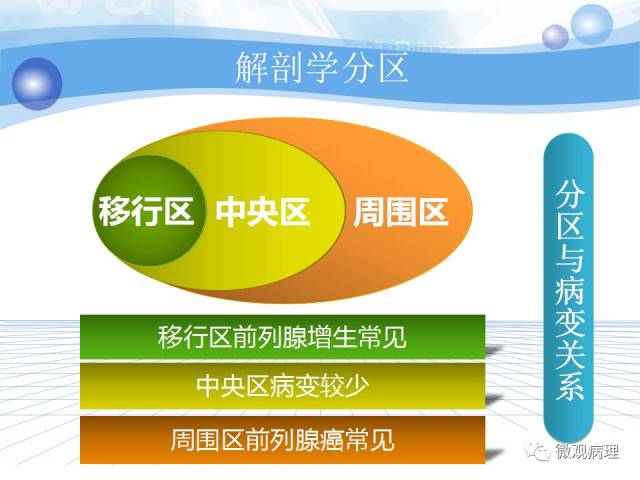正常前列腺组织学