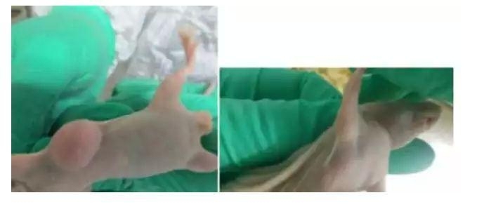 裸鼠皮下成瘤实验技巧