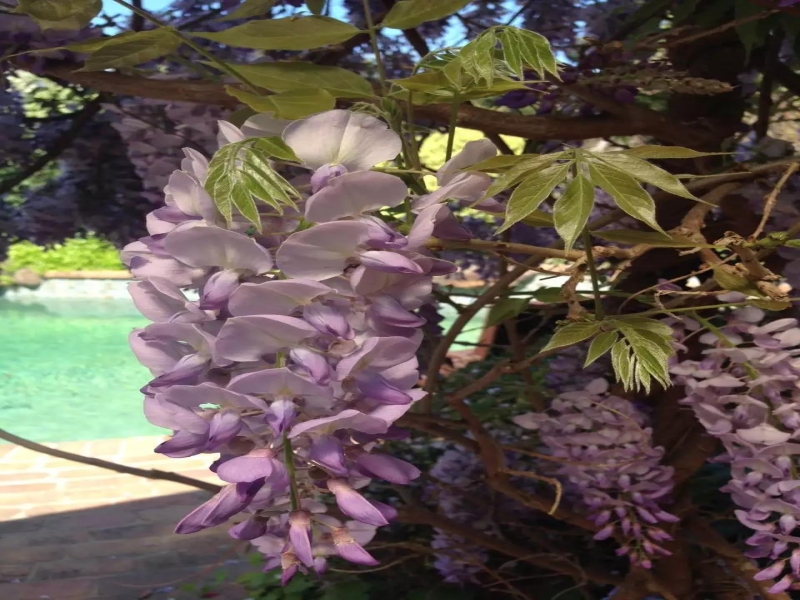 春天来啦，家中花园的花儿（三）