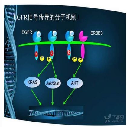 晚期非小细胞肺癌 EGFR-TKI 耐药研究进展