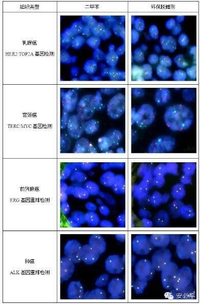 环保脱蜡剂在FISH样本前处理中的应用