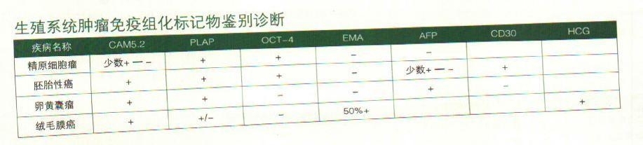 生殖系统肿瘤免疫组化标记物鉴别诊断