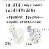 默认相册