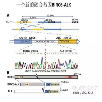 肿瘤精确医疗与分子病理检测