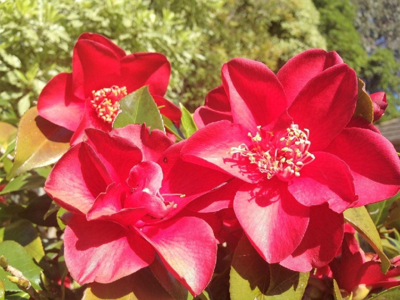 春天来啦，家中花园的花儿（一）