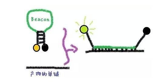 qPCR到底有几种方法？