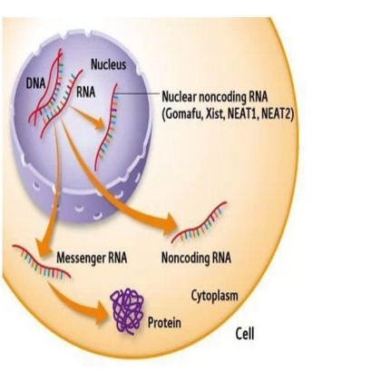 lncRNA命名规则介绍