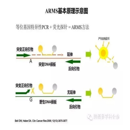 EGFR基因突变检测--基础篇