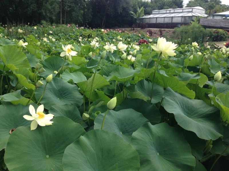 Blue Lotus Water Garden荷花展