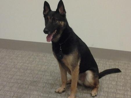 NYPD 警犬 K9 unit
