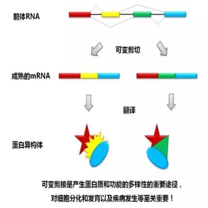 国自然科学问题分析： mRNA也是“拼接”范儿