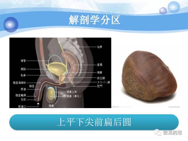 正常前列腺组织学
