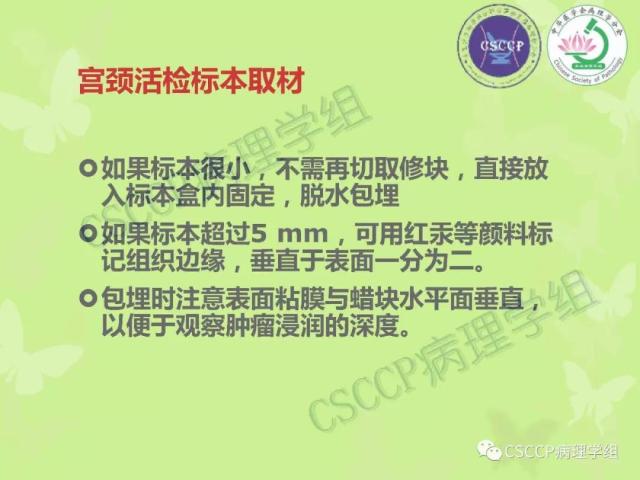 宫颈与子宫病变病理标本取材