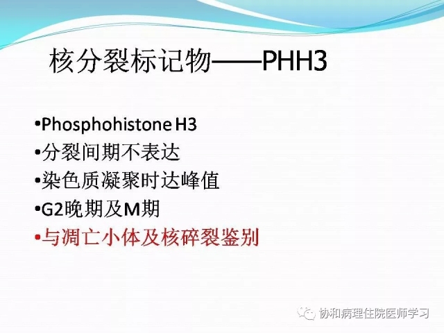 病理学基础知识 : 核分裂像的识别
