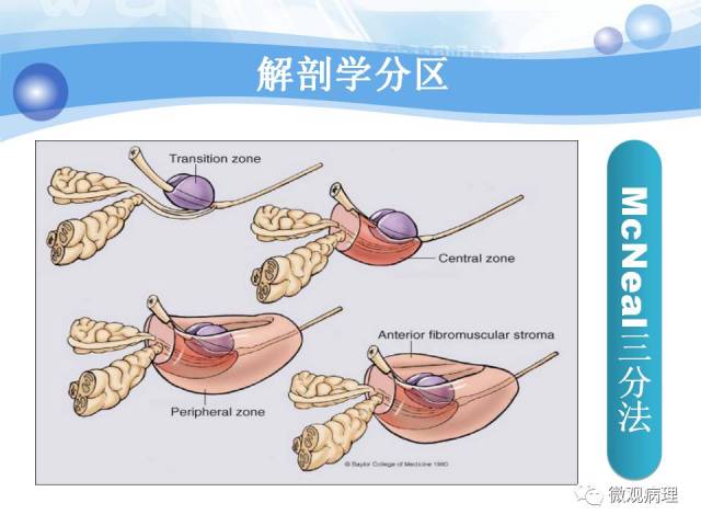 正常前列腺组织学