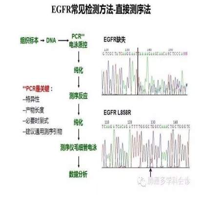 EGFR基因突变检测--基础篇
