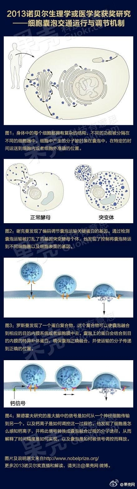 一张图解读2013年诺贝尔生理学或医学奖获奖研究
