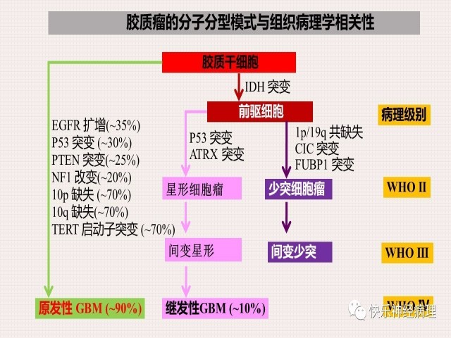 胶质瘤分子结果矛盾时如何整合诊断