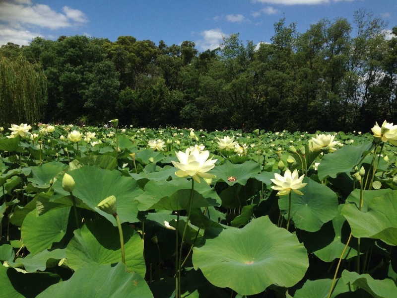 Blue Lotus Water Garden荷花展