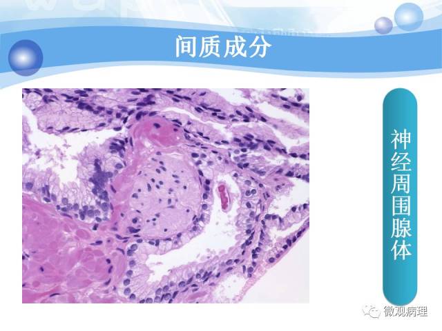 正常前列腺组织学