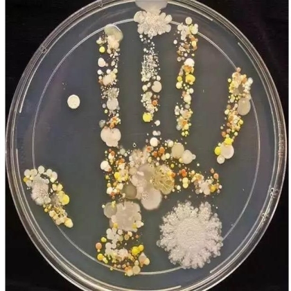 生物学霸们用培养基作画