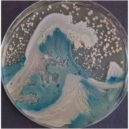 生物学霸们用培养基作画