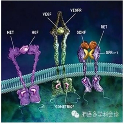 卡博替尼（COMETRIQ，XL184）治疗肺癌新进展