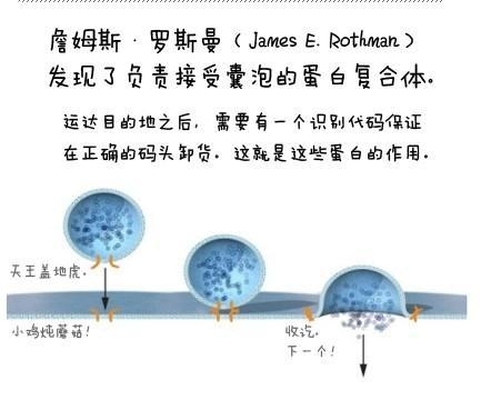 图解2013年诺贝尔生理医学奖(5分钟了解囊泡转运机制）