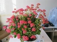 我的办公室和好看的花