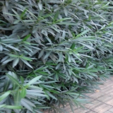 默认相册