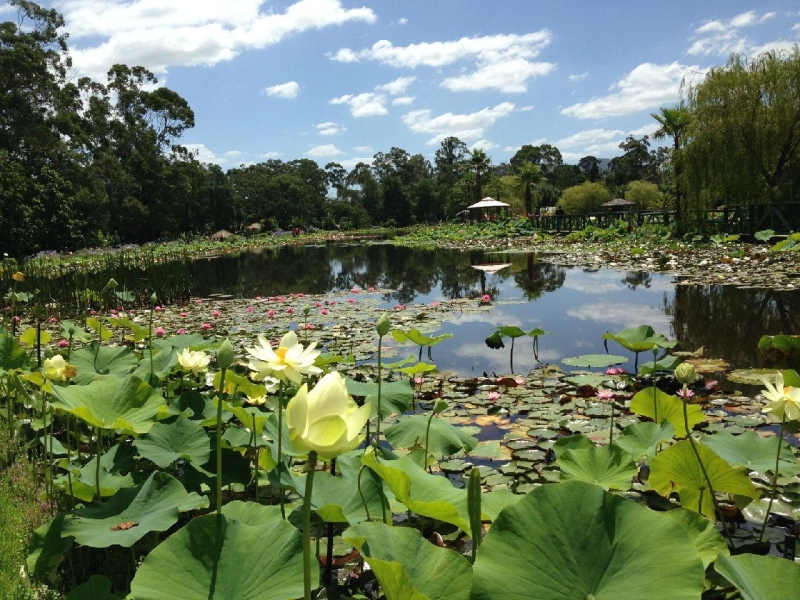 Blue Lotus Water Garden荷花展