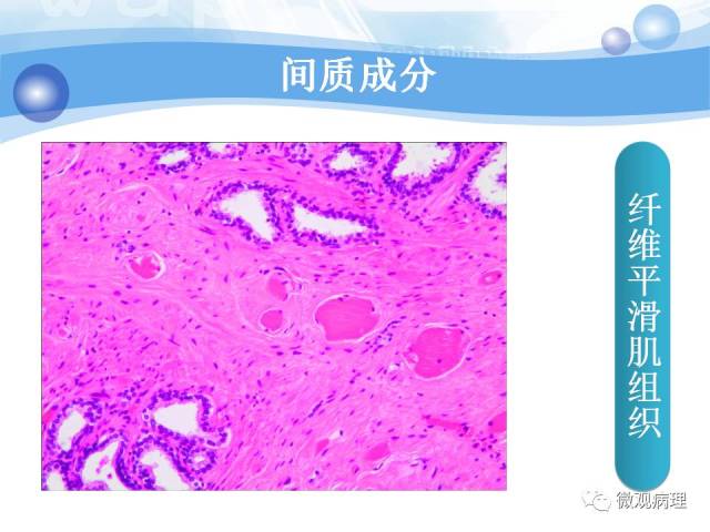 正常前列腺组织学