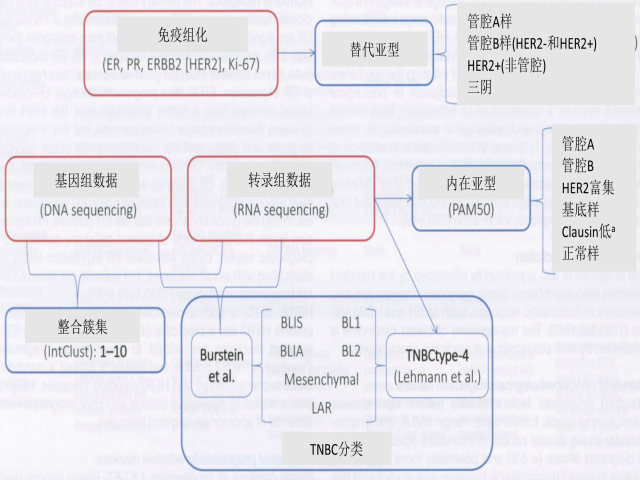 乳腺肿瘤WHO分类学习笔记（连载9）