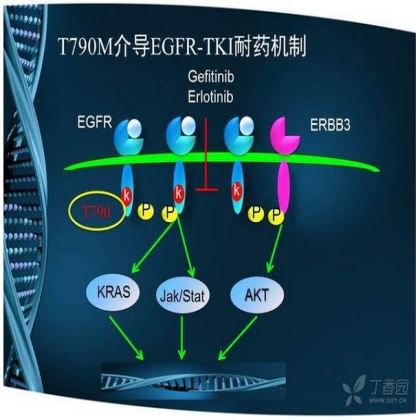 晚期非小细胞肺癌 EGFR-TKI 耐药研究进展