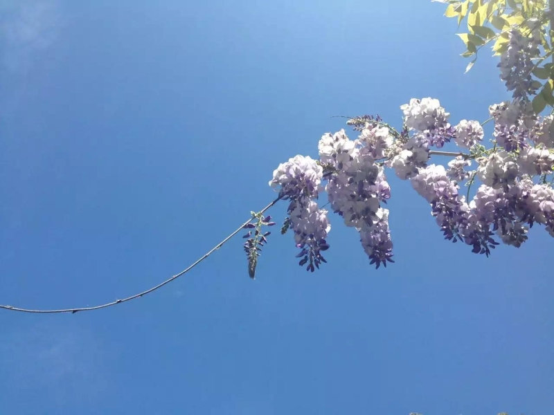 春天来啦，家中花园的花儿（三）