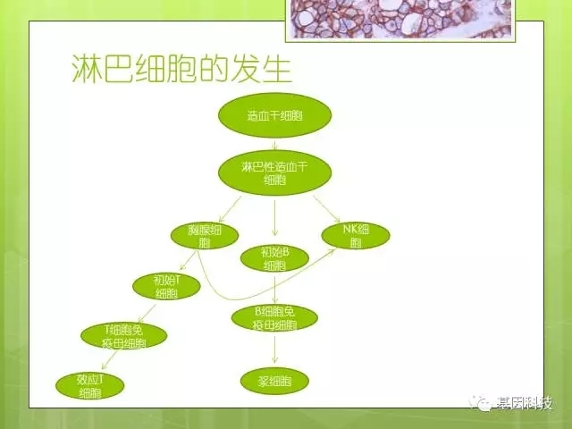 T细胞发育视角下的IHC分子