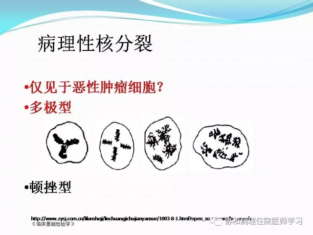 病理学基础知识 : 核分裂像的识别