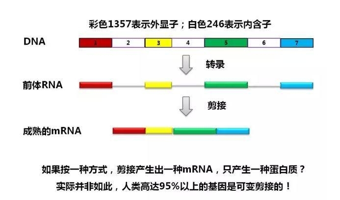 国自然科学问题分析： mRNA也是“拼接”范儿