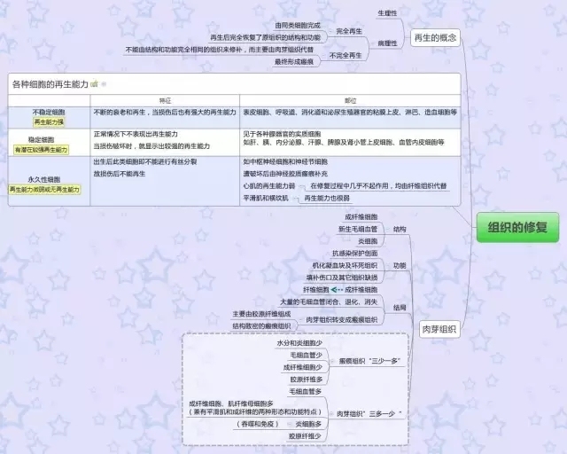 病理学思维导图 知识重点全有了